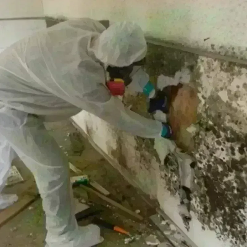 Mold Remediation and Removal in Washington County, UT